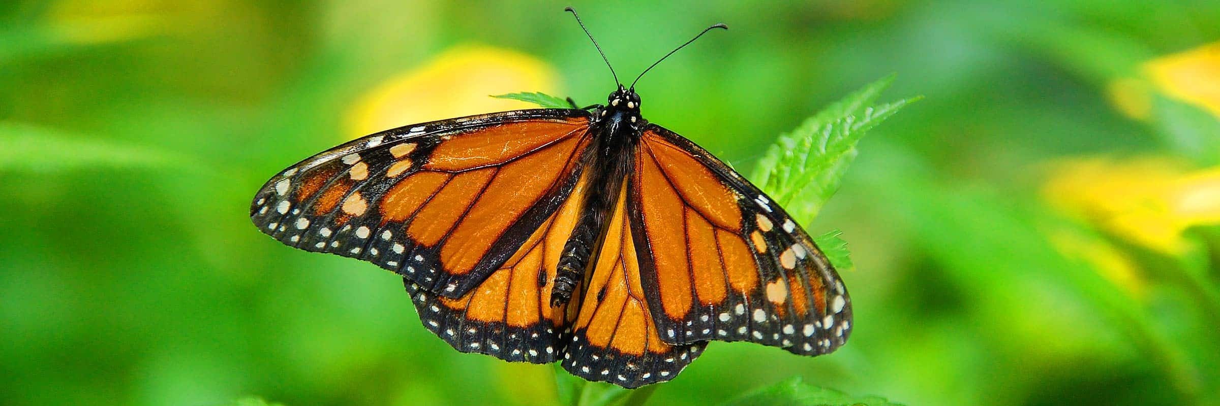 monarch butterfly