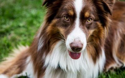 Camping, Sea to Summit. How to Take Your Dog Camping for the First Time.