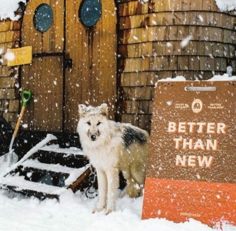 Dog outside in the snow in front of a Patagonia repair shop